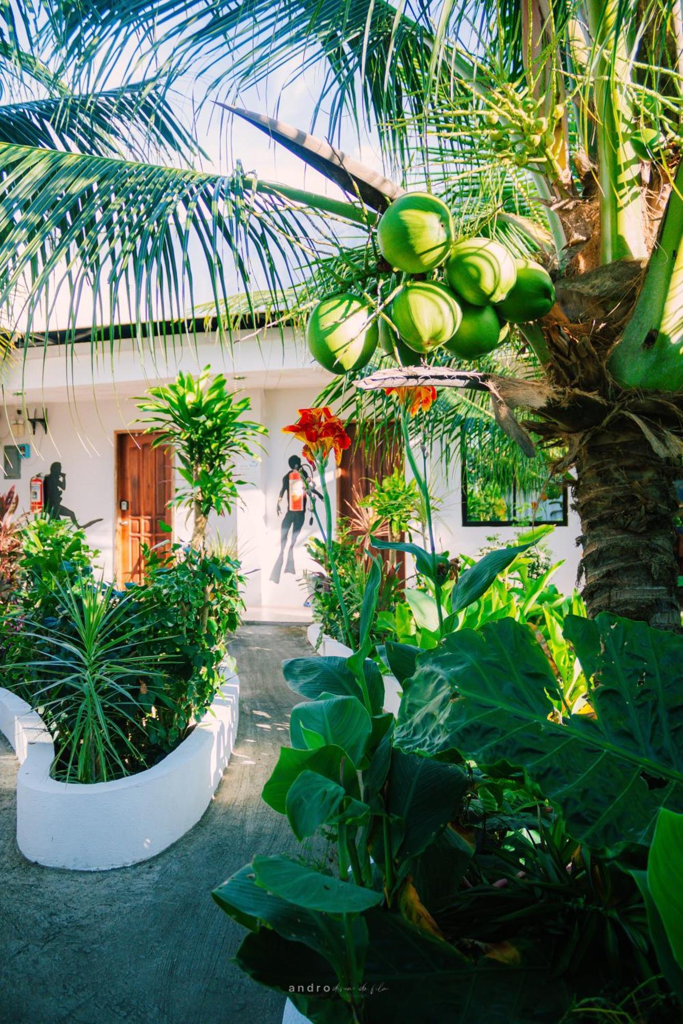 Ananas Guesthouse Moalboal Ngoại thất bức ảnh
